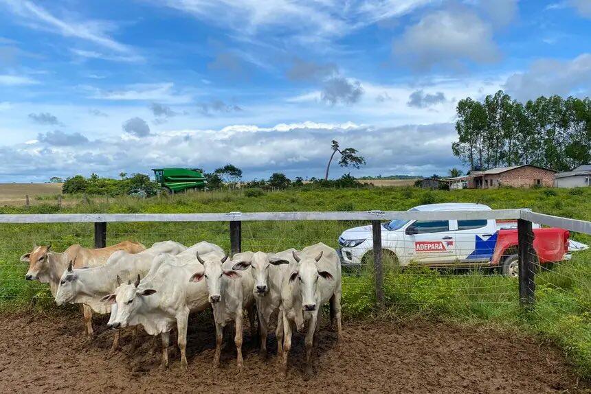 Foto ADEPARÁ