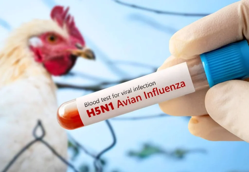 A gripe aviária é uma doença que acomete aves e é provocada pelo vírus influenza A. Crédito: Divulgação.